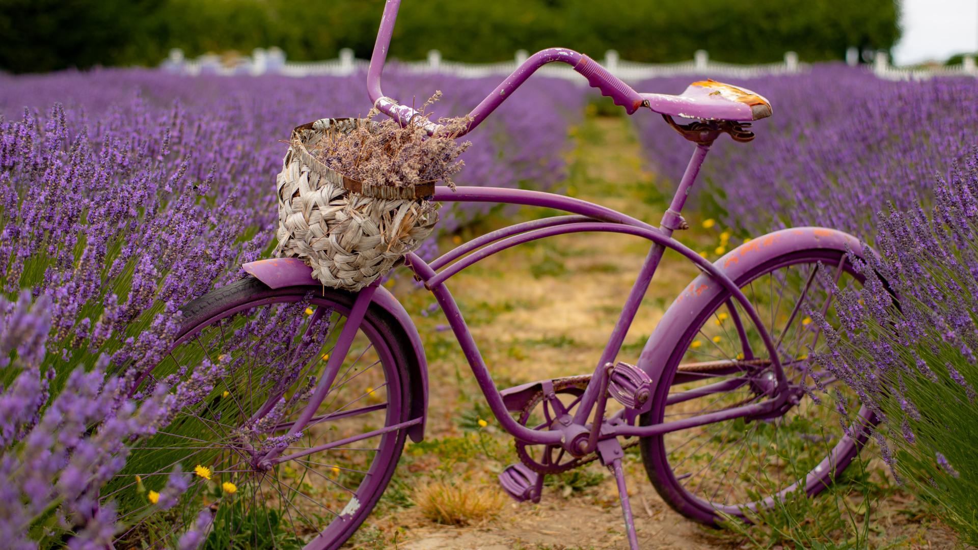 Sonhar com Bicicleta Roxa: Qual é o Significado?
